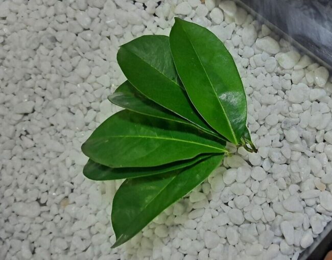 50Kg Soursop Leaves