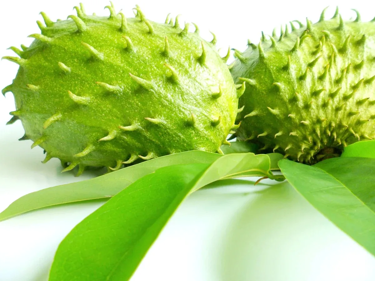 Green soursop fruit and leaves against a white background