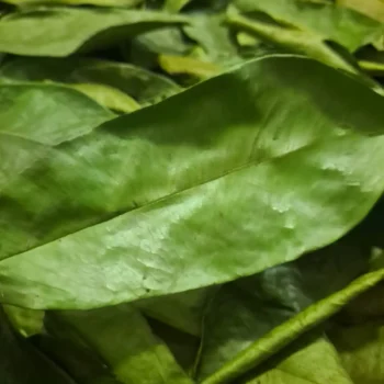 1KG SOURSOP LEAVES SAMPLE WITH DHL/FEDEX SHIPPING