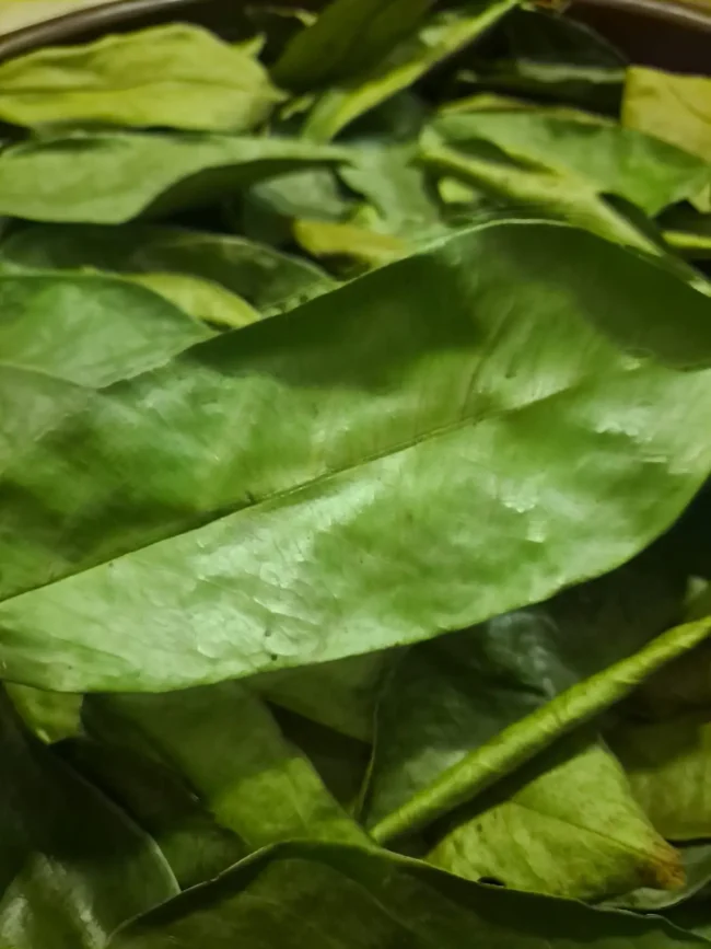 12,000 Dehydrated Soursop Leaves Bulk Wholesale Ceylon Graviola Muricata Herbal Tea - Image 4