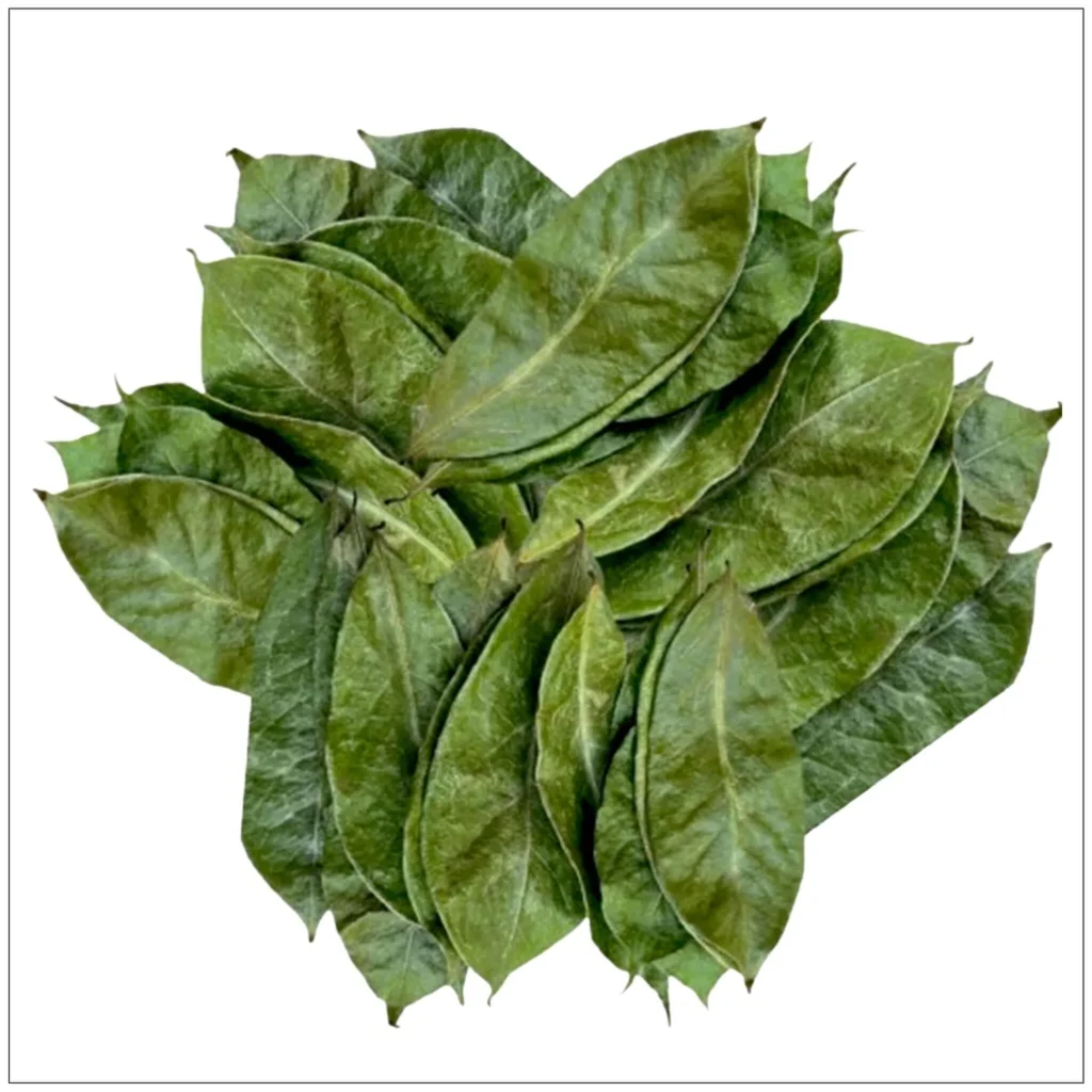 Premium Dried Soursop Leaves Supplier & Exporter | Leafy Ceylon 1 soursop leaf alive herbals second 2000x