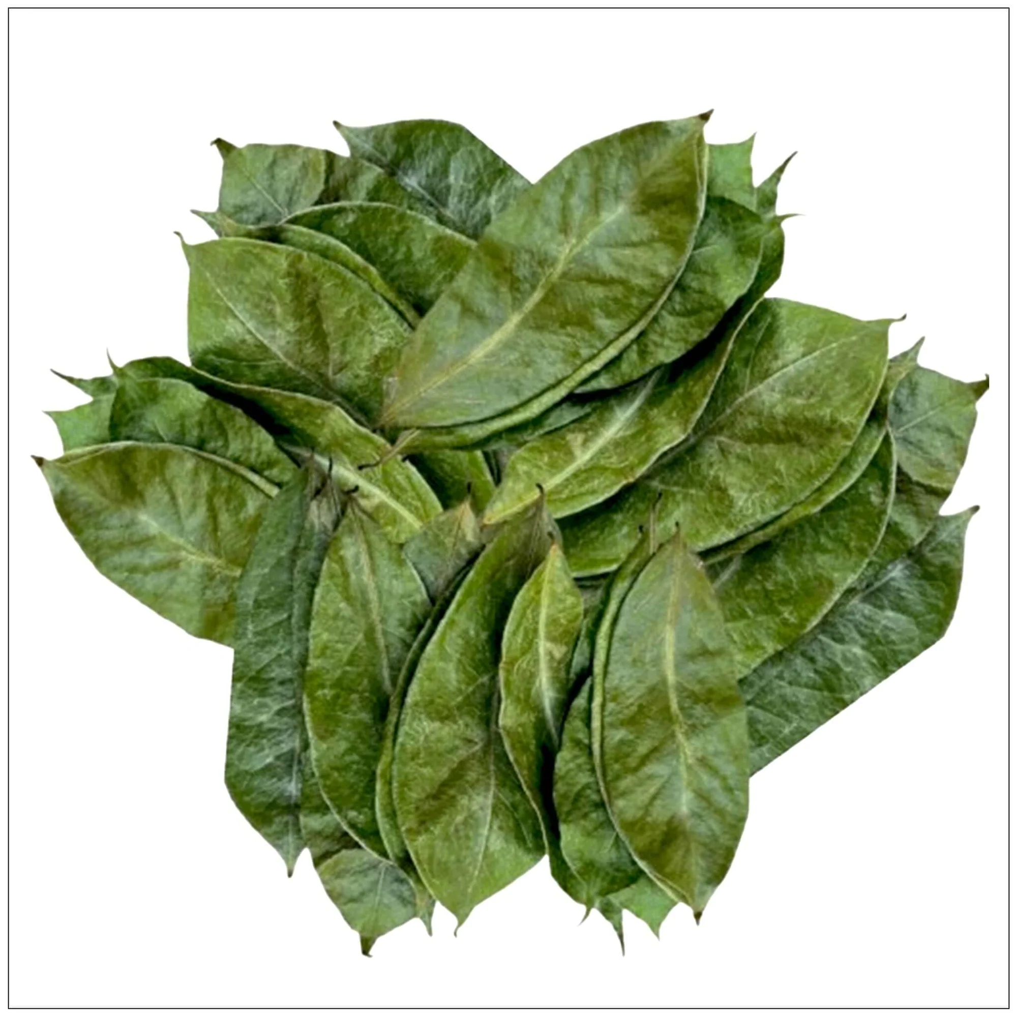 Premium Dried Soursop Leaves Supplier & Exporter | Leafy Ceylon 5 Selected Sri Lankan whole soursop leaves for wholesale and private-label tea products