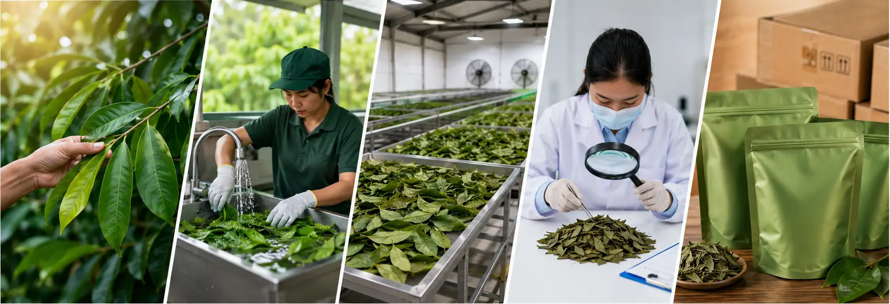 Premium Dried Soursop Leaves Supplier & Exporter | Leafy Ceylon 8 How Soursop Leaves Are Harvested and Processed