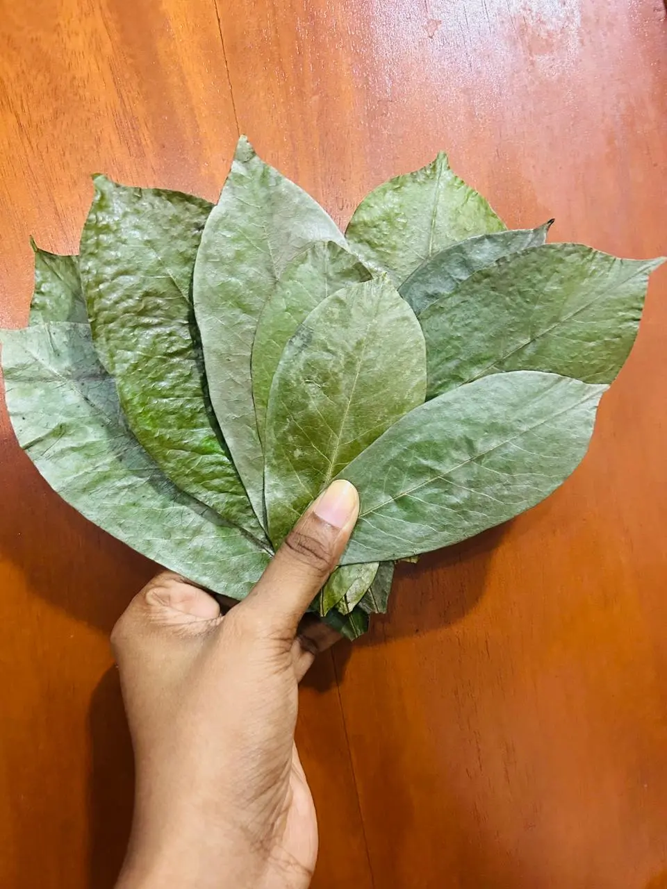 Premium Dried Soursop Leaves Supplier & Exporter | Leafy Ceylon 1 Premium whole dried soursop leaves supplied by Leafy Ceylon Sri Lanka