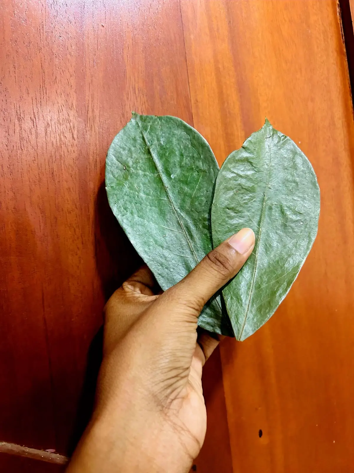 Premium Dried Soursop Leaves Supplier & Exporter | Leafy Ceylon 2 Leafy Ceylon export-grade dried soursop leaves showing green colour and whole-leaf quality